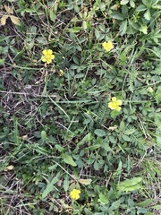 Potentilla reptans