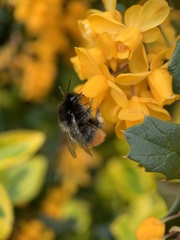 Bombus lapidarius