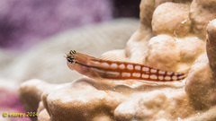 Ecsenius opsifrontalis