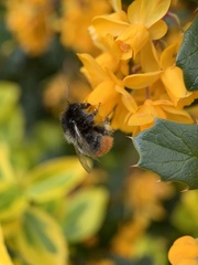 Bombus lapidarius