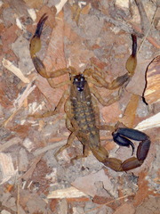 Lychas mucronatus