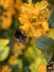 Bombus lapidarius