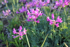 Oxytropis longirostra