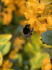 Bombus lapidarius