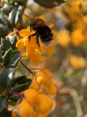 Bombus hypnorum