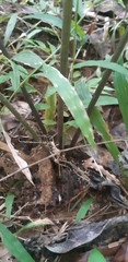 Tacca palmata