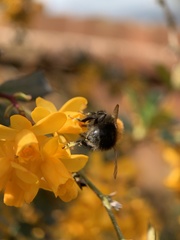 Bombus hypnorum