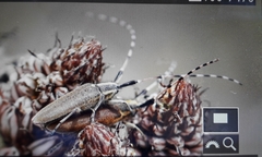 Agapanthia asphodeli