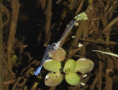 Pseudagrion cingillum