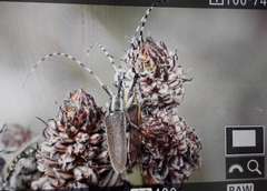 Agapanthia asphodeli