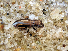 Notiophilus palustris