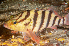 Hypoplectrodes annulatus