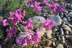 Oxytropis longirostra