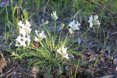 Oxytropis longirostra
