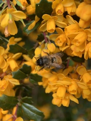 Osmia bicornis