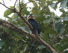 Microhierax caerulescens