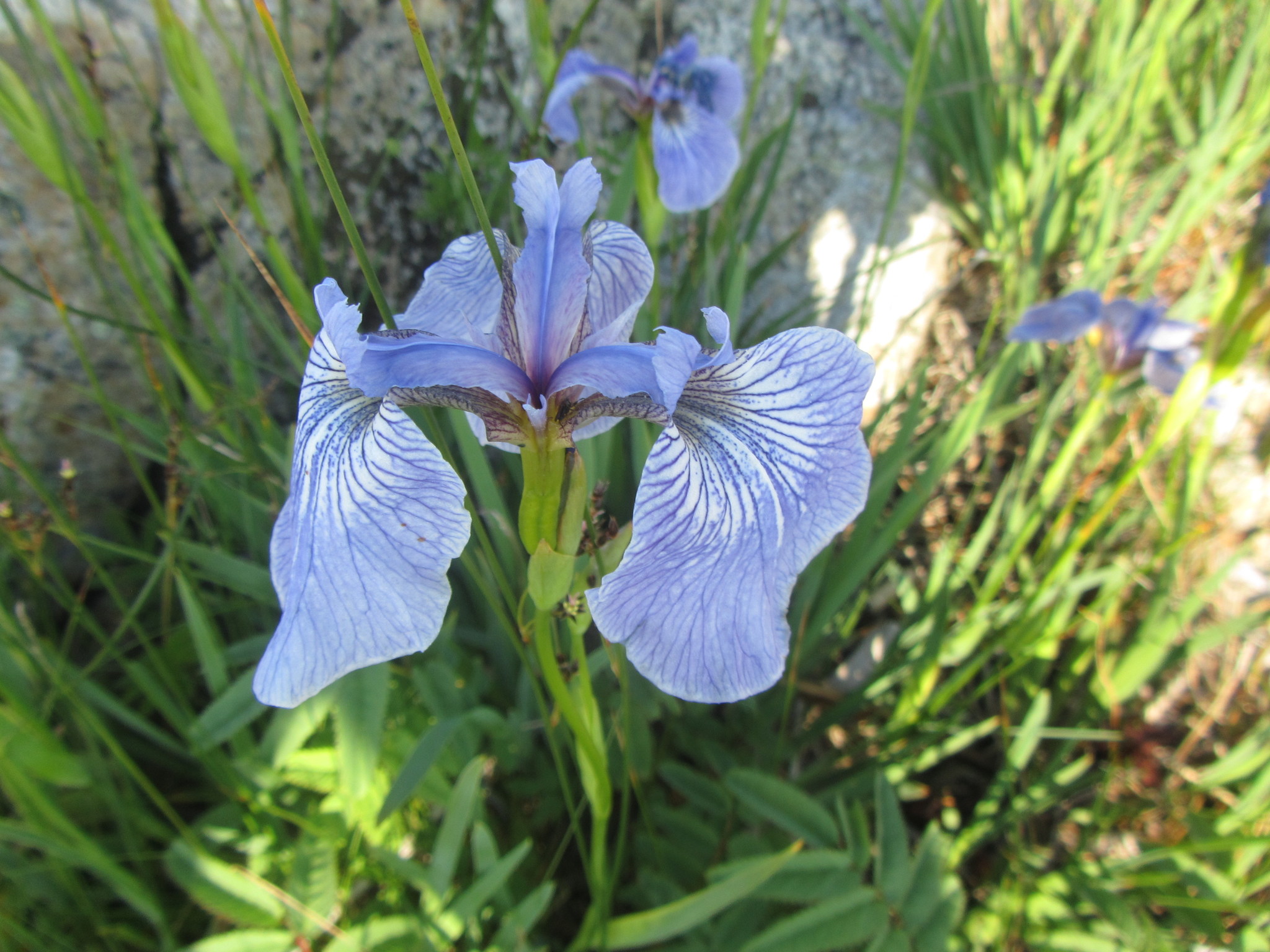 Iris hookeri