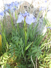 Iris hookeri