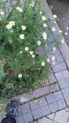 Anthemideae