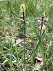 Carex digitata