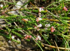 Micromyrtus ciliata