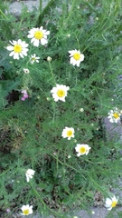 Anthemideae