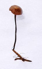 Paragymnopus perforans