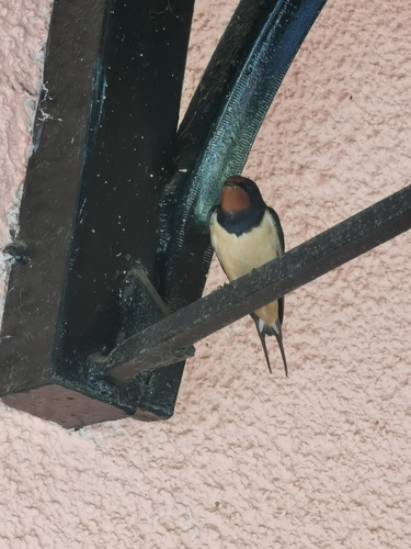 Golondrina común (Hirundo rustica)