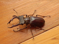 Lucanus fairmairei