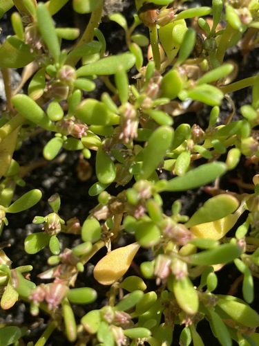 Sesuvium maritimum image