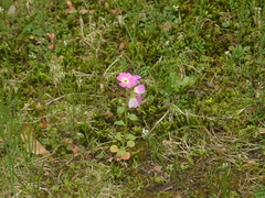 Malcolmia maritima