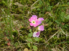 Malcolmia maritima