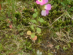 Malcolmia maritima
