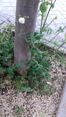 Cichorieae