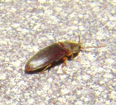Elaterinae