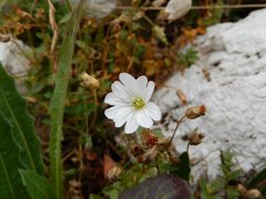 Cerastium carinthiacum