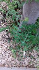 Cichorieae