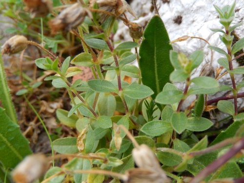 Image of Carinthian Mouse-Ear Chickweed (Cerastium carinthiacum) by (c) Luca Fornasari, some rights reserved (CC BY)