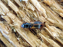Anthracus consputus