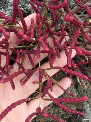 Salicornia meyeriana