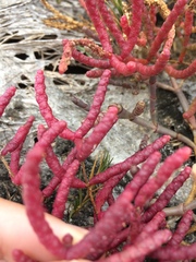 Salicornia meyeriana