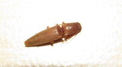 Elaterinae