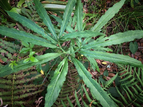 Arisaema dracontium image