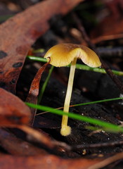 Pluteus hubregtseorum