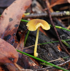 Pluteus hubregtseorum