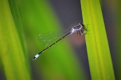 Ischnura elegans
