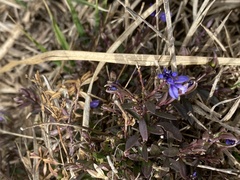 Polygala serpyllifolia