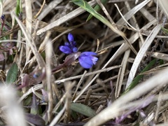 Polygala serpyllifolia