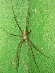 Euprosthenops