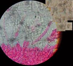 Hortiboletus bubalinus